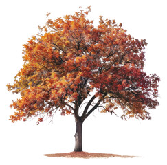 PNG  Solitary autumn tree vibrant foliage