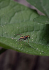 fly on leaf
