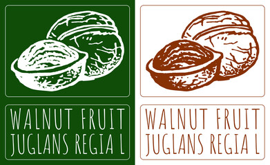 Drawing WALNUT FRUIT. Hand drawn illustration. Latin name is JUGLANS REGIA L.