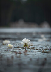 white water lily flower on a lake
