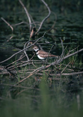 great crested grebe on water