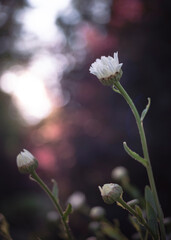 flowers in the morning