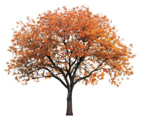 Obraz premium PNG Vibrant autumn tree isolated beautifully