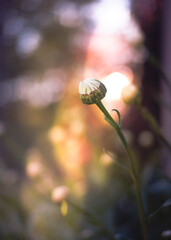 Flower waiting to bloom at sundown