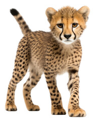 PNG Baby cheetah wildlife animal mammal.