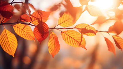 Obraz premium autumn leaves at autumn golden color, leaves at autumn, nature wallpaper background