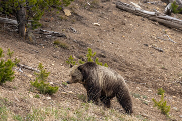 Grizzly Bear in Yellowstone National Park Wyoming