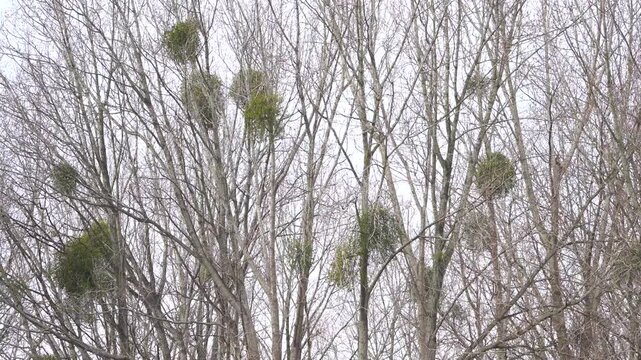 Trees with mistletoe in winter.