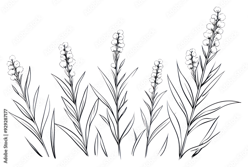 Canvas Prints png plant sketch plant drawing.