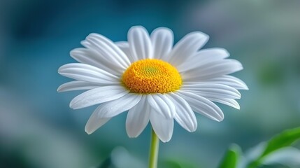   Close-up white flower with yellow center and green leaves against blurry background