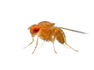 Exotic Drosophila Fruit Fly Diptera Parasite Insect on White Background