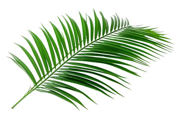 Obraz premium PNG Tropical plants leaf tree fern.