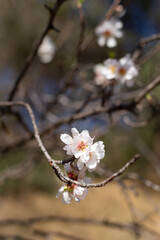 A branch with a few white flowers on it