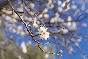 A tree branch with a few white flowers on it