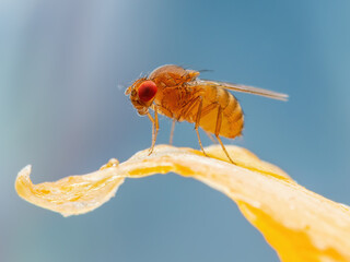 Tropical Fruit Fly Drosophila Diptera Parasite Insect Pest on Vegetable Macro
