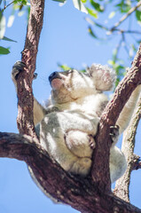 Cute koala bear resting on eucalyptus tree in its natural habitat on Magnetic Island, Queensland, Australia. The island is a holiday destination 8 km offshore of Townsville.