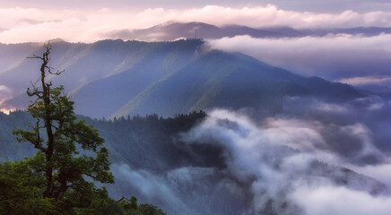 summer foggy scenery, scenic sunrise morning view