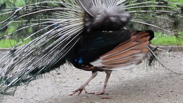 peacock courtship 