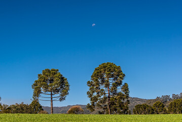 Lua cheia nas montanhas da serra de Santa Catarina,  recortada pelas famosas arauc&aacute;rias
