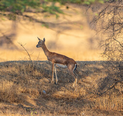 deer in the woods