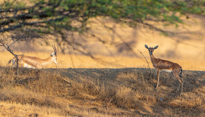 Naklejka premium impala in the savannah