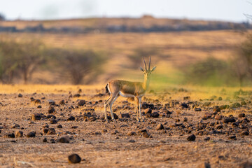 antelope in the wild