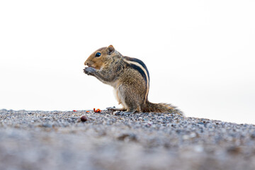 squirrel on the ground