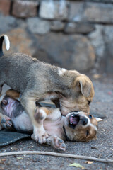 dog sleeping on the floor