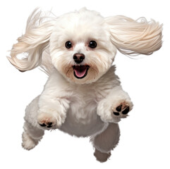 Obraz premium PNG Mammal animal dog pet.