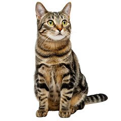 Fototapeta premium Potrait of Sitting cat looking aside. png isolated background. transparent background