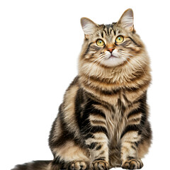 Fototapeta premium Potrait of Sitting cat looking aside. png isolated background. transparent background