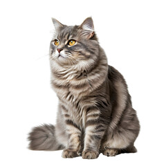 Obraz premium Potrait of Sitting cat looking aside. png isolated background. transparent background