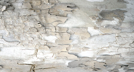 Tree bark textured background with cracks and rough edges. Organic rustic texture from nature.