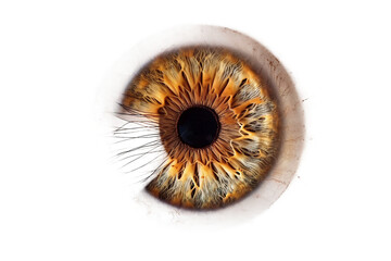 High-resolution brown contact lens displayed on a clear white background for natural aesthetics.