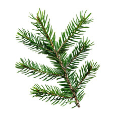 Green Christmas pine twig on white background