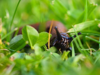 Makroaufnahme einer Roten Wegschnecke (Arion rufus) 