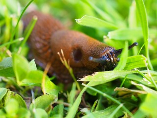 Makroaufnahme einer Roten Wegschnecke (Arion rufus) 
