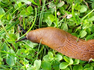 Makroaufnahme einer Roten Wegschnecke (Arion rufus) 