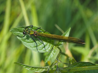 Makro einer Libellen (Odonata) vor einem unscharfen Hintergrund	