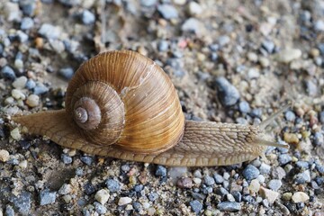 Makroaufnahme einer Weinbergschnecke (Helix pomatia)