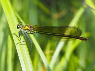 Makro einer Libellen (Odonata) vor einem unscharfen Hintergrund	
