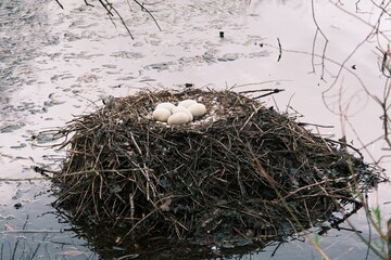 Nest mit Eiern von einem Trauerschwan (Cygnus atratus) 