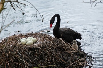 Naklejka premium Trauerschwan (Cygnus atratus) an einem Nest mit Eiern