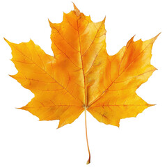 Obraz premium aple leaf in autumn fall colour png stock photo