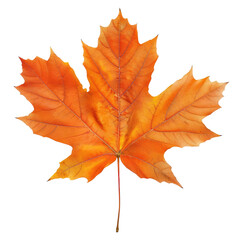 Obraz premium aple leaf in autumn fall colour png stock photo