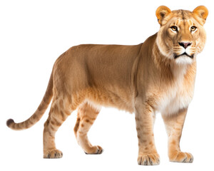 Obraz premium PNG Liger wildlife mammal animal.