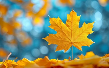 A single yellow maple leaf in sharp focus with a vibrant blue and yellow bokeh background. Ideal for autumn-themed designs and decorations