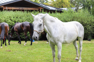 Obraz premium Beautiful white horse in the garden.