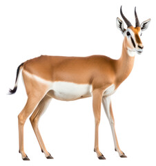 Obraz premium PNG Springbok wildlife animal mammal.