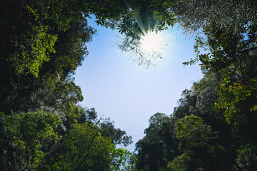 Looking up to the sky and see a heart formed by the jungle. Sunbeams are visible in the center of the picture.
